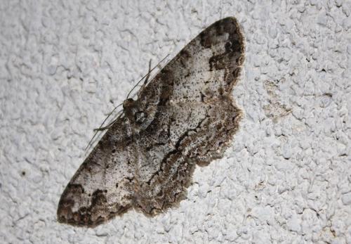 Paradarisa consonaria